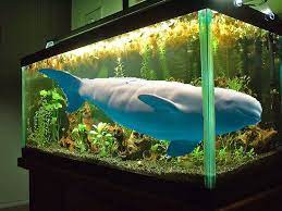 Solo Fish Baby Whale Mabey Aquarium Advice Aquarium Forum Community