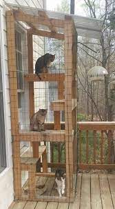 Porch Time Spring Is In The Air Cats Outdoor Cat Enclosure Outdoor Cat House Cat Playground Outdoor