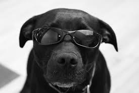 53 perfect photos of dogs wearing sunglasses perfect photo sunglasses dogs