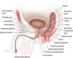 Mri Of The Male Pelvic Floor Radiographics