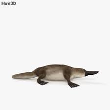 Platypus Hd Platypus Cinema 4d 3d Model