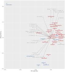 Image result for Petalidium englerianum