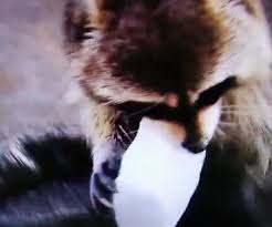 He learns, and finally eats the candy. Video Shows A Raccoon Gets Flummoxed After Candyfloss Dissolves In Water Daily Mail Online