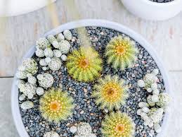 Some gardeners recommend wearing two pairs of gloves—leather work gloves inside rose gloves. Our Guide To Cactus Gardening Basics Sunset Magazine