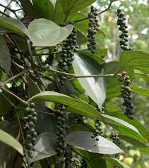 30 Fruits Et Legumes Qui Poussent D Une Drole De Facon Photo Fruit Photos De Fruits Et Legumes Culture Des Legumes