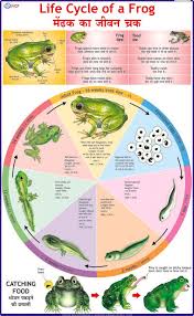 Life Cycle Of Frog Chart Vidya Chitr Prakashan 4226 B 1