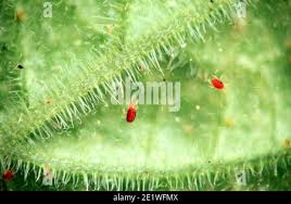 Image result for Tetranychidae grapevine