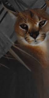 Father of stud is an international gr ch. Home Columbus Savannah Breeder Bengal Breeder And Abyssinian Breeder