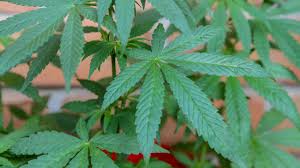 Diputados aprueban en lo general regulación de uso lúdico de mariguana. Dknouj2ddcxqxm