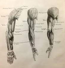 You want to start simple and establish all the big proportions and simple forms first. Human Anatomy Muscles Drawing Muscle Anatomy Drawing Images Learn Human Anatomy Image Arm Anatomy Human Muscle Anatomy Human Anatomy Drawing