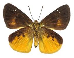 Image result for Dicliptera hensii