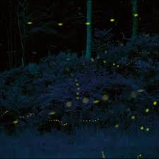 Kuala selangor ist einer der wenigen orte auf der welt, an denen besucher das synchronisierte blinken der glühwürmchen beobachten können.eines der bestgehüteten. Blue Ghost Fireflies Hendersonville North Carolina Atlas Obscura
