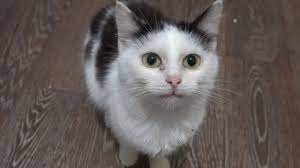 Now Only Two Kittens Living With Calico Cat Calico Cat Cats Baby Cats