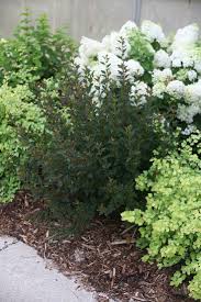 Massed along a border, they can form a loose privacy hedge for summer. Tiny Wine Ninebark Physocarpus Opulifolius Plants Ninebark Shrub Front Landscaping