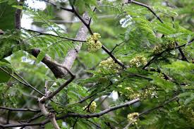 Image result for Libidibia coriaria