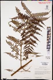 Image result for Ctenitis cirrhosa