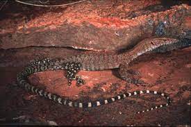 Ackie monitor black head monitor pinky peeding. Pilbara Rock Monitor Facts And Pictures