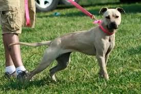 In fact, most merle pits have one base coat color (making them blue merles, red merles, fawn merles, and so on), that same color but diluted, and tan and white markings. Pitbull Freaks The Morning Read Session The Genetics Facebook