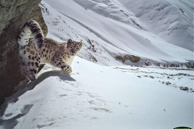 Snow Leopard sighting Spiti