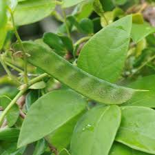 Image result for Galactia striata