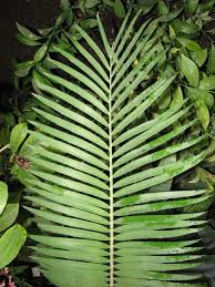 Image result for Encephalartos villosus