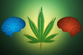 Use of Marijuana: Effect on Brain Health - Professional Heart Daily |  American Heart Association