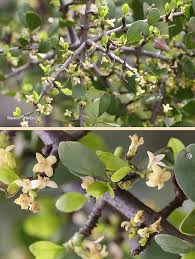 Image result for Pyrostria