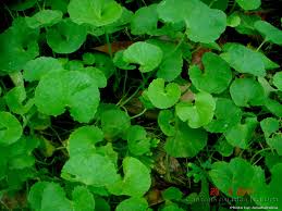 Image result for Swertia tetrandra