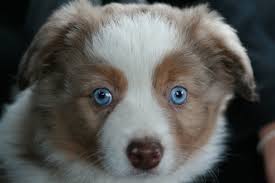 Loyal, begeisterungsfahig, intelligent (hunderassen) pdf complete. Australian Shepherd Welpen Wirklich Alles Was Du Uber Sie Wissen Musst