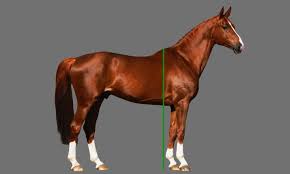 Horse Height Measurement