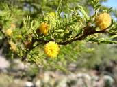 Image result for Acacia tenuispina