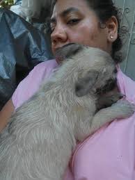 Found puppy near Wingstop