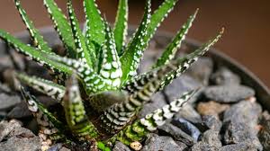 Image result for Haworthia