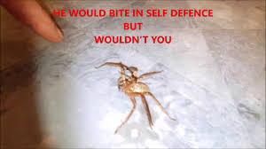 Named 'charlotte' by the worker from banyard betty's rescue though the venom from a huntsman spider bite is not usually dangerous to humans, their appearance can be somewhat menacing. Huntsman Spider Will It Bite Me Youtube