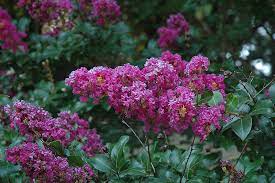 Zuni crape myrtle blooms are medium sized and lavender in color. Zuni Crapemyrtle Lagerstroemia Zuni In Columbus Dublin Delaware Grove City Gahanna Bexley Ohio Oh At Oakland Nurseries Inc
