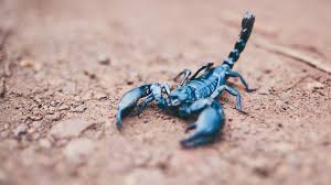 Akrep zodyak'ın ikinci su burcudur. Scorpion Sting What To Do Treatment And When To Seek Help