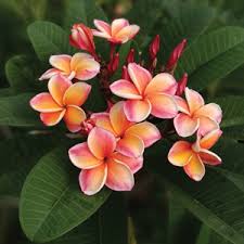 Frangipani Little Rainbow Garden Express