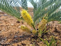 Image result for Elephantorrhiza elephantina