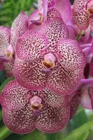 Image result for Vanda