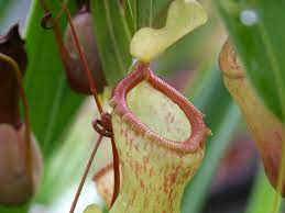 Growing pitcher plants outdoors requires a combination of conditions quite different from ordinary garden plants. How To Grow Pitcher Plants At Home Gardening Advice The Guardian