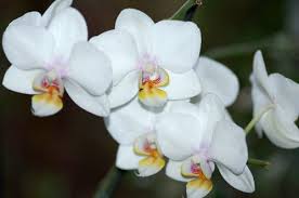 Culture des orchidées : la température - Au jardin de minique