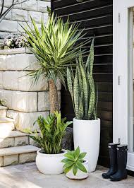 How To Paint Terracotta Pots Indoor Plants Outdoor Plants Plants