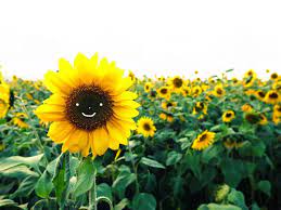 Common Name Sunflower Scientific Name Helianthus Season Late Spring Till Late Fall Uses Fun Facts Sunflower Scientific Name Plants Fun Facts
