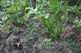 Grass clippings are a good mulch for the vegetable garden. Garden Q A Make Sure Grass Clippings Are Safe For Garden Triblive Com