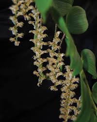 Image result for Diaphananthe sarcophylla
