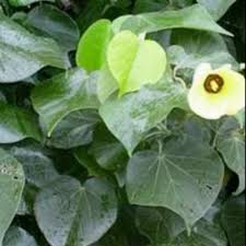 Waru tumbuh liar di hutan dan di ladang. Detail Gambar Daun Waru Segar Shopee Indonesia