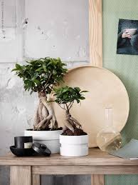 Avlastningsbord Microcarpa Patinerad Storlekar Behandlat Ginseng Antikgr Rekarne Bonsai Bricka Finns Ikea Plants Ficus Microcarpa Planting Flowers
