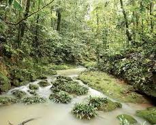 Amazon Rainforest, South America
