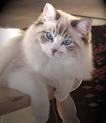 Seal Point Ragdoll Cats: Mitted, Colorpoint, Bicolor, Lynx ...