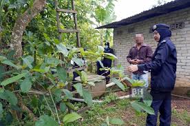Cara budidaya bibit buah naga adalah menyiapkan media semai, bisa dengan membuat bedengan atau menggunakan polybag. Polis Tebang Ketum Dalam Kawasan Felda